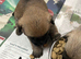 Gorgeous Cairn Terrier Puppies