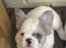 Two male french bulldog pups KC registered