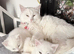 I have one polar whites kittens