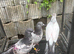 Young tipplers