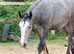 PRE Fusion gelding, Cob x Andalusian BAPSH registered