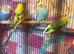 Young budgies