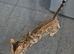 Bengal female tica registered