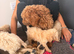 Ready now cocker spaniel puppies