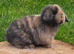 Beautiful mini lops