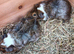 Two female guinea pigs