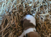 Stunning jack russells