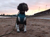 Springer spaniel puppy