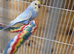 Gorgeous Baby Budgies