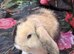 Mini lop babies