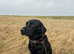 Chunky working black labrador puppies