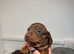 Miniature dachshunds