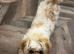 Lhasa Apso x Chihuahua
