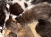 Kittens female and male