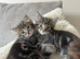 Kittens for Sale