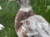 Call ducks