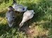 Call duck pair male and female
