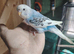 Baby budgies for sale