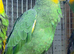 Macaw