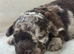 Female Toy Poodle