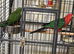 Australian King-Parrot