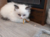 Ragdoll kittens