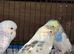 Adorable budgies for sale