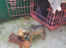Puppies jackawawa