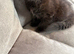 Kitten