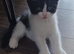 Adorable playful kittens
