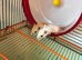 Baby gerbils
