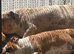 Beautiful Kc Reg British Bulldog Red & White Female