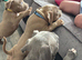 American bully puppies