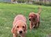 3 health checked Labrador puppies