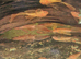 Long Fin Super-Red Plecos