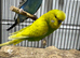 Pair of budgies