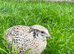 Japanese quail (coturnix) at pol