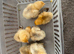 Baby chicks pekin, Rhode Island and Brahma