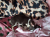 CHIHUAHUA TEA-CUP PUPPY MALE