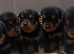 Rottweiler puppies