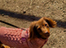 Longhaired miniature dachshund
