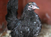 Serama pairs, trios looking for new homes