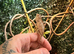 Female sambava panther chameleon