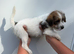 True Jack Russel puppy’s for sale