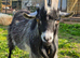 4 year old Pygmy Billy looking for a new home