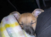 Jack Russel boy puppy!!!