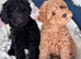 Poodle puppies available