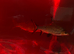 2 silver breeding sharks large size