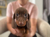 Miniature dachshund