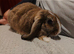 Mini lop buck (10weeks old)